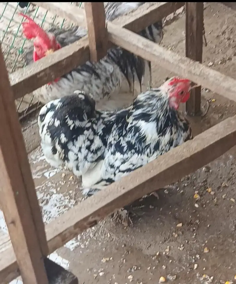 for sale ha video mil jaye gyee age 14 months ha — photo 5