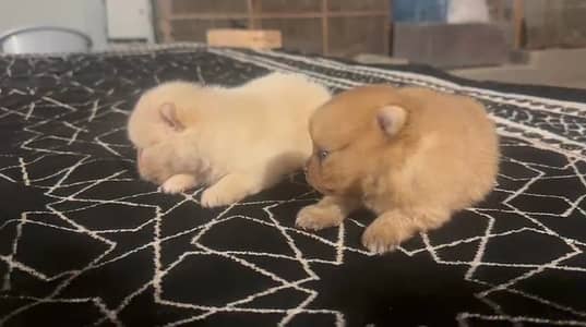 Pomeranian Pups ( pure pomeranian breed )