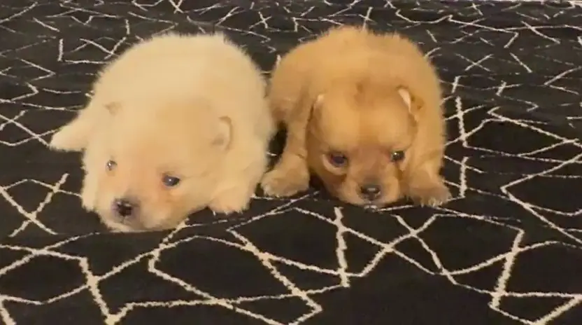 Pomeranian Pups ( pure pomeranian breed ) — photo 2