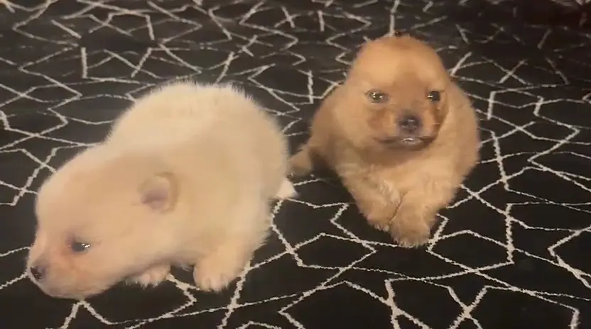 Pomeranian Pups ( pure pomeranian breed ) — photo 3