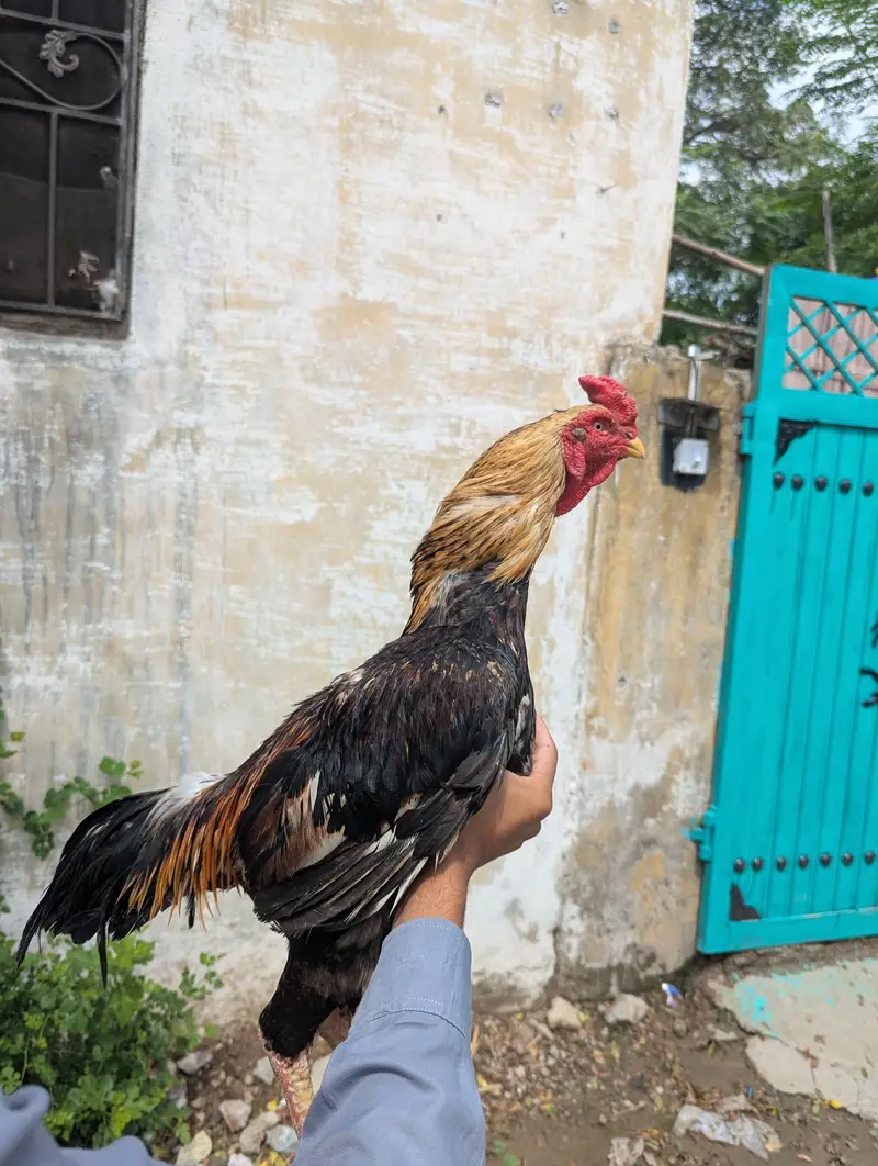 mianwali sawa murga for sale — photo 4