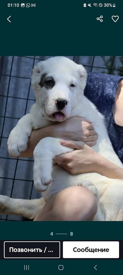 Alabai puppies