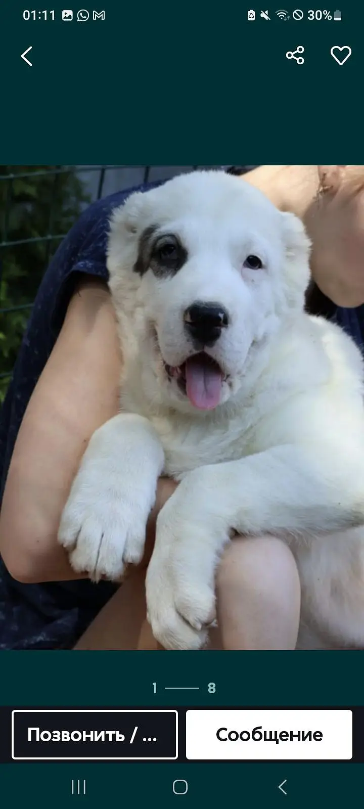 Alabai puppies — photo 2