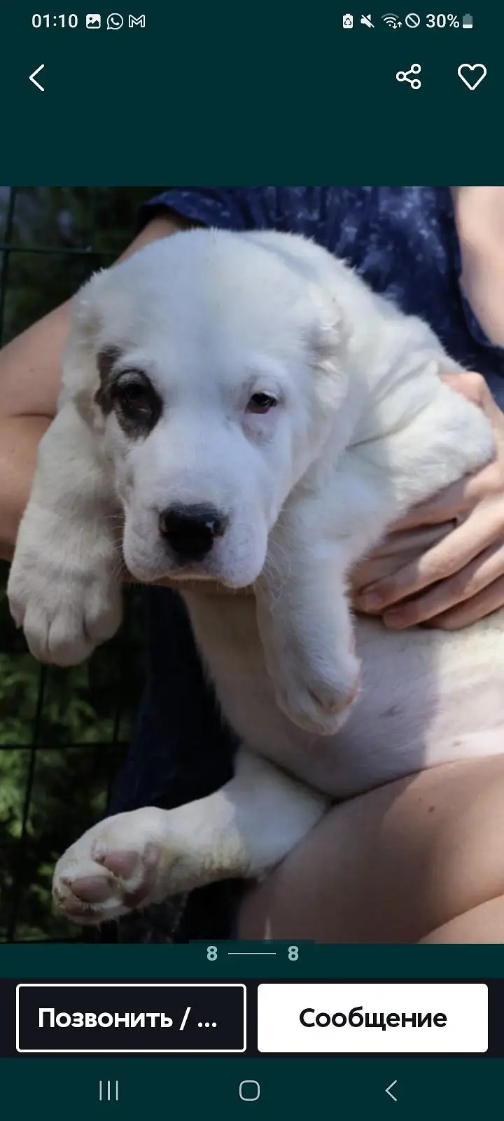 Alabai puppies — photo 3