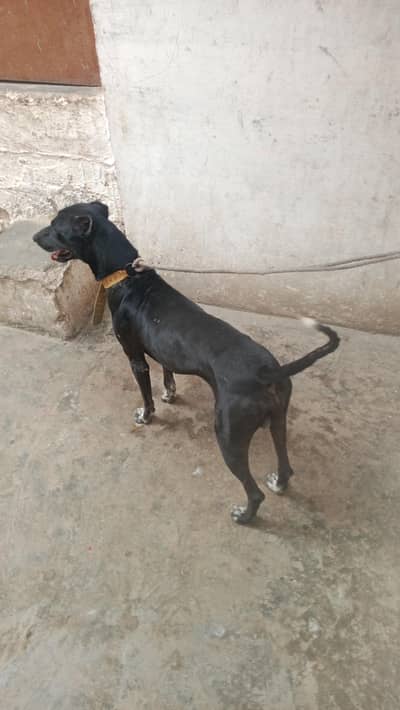 gultair dog