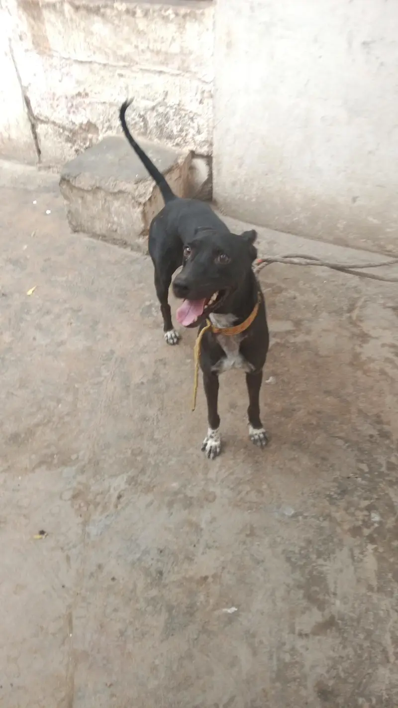 gultair dog — photo 2