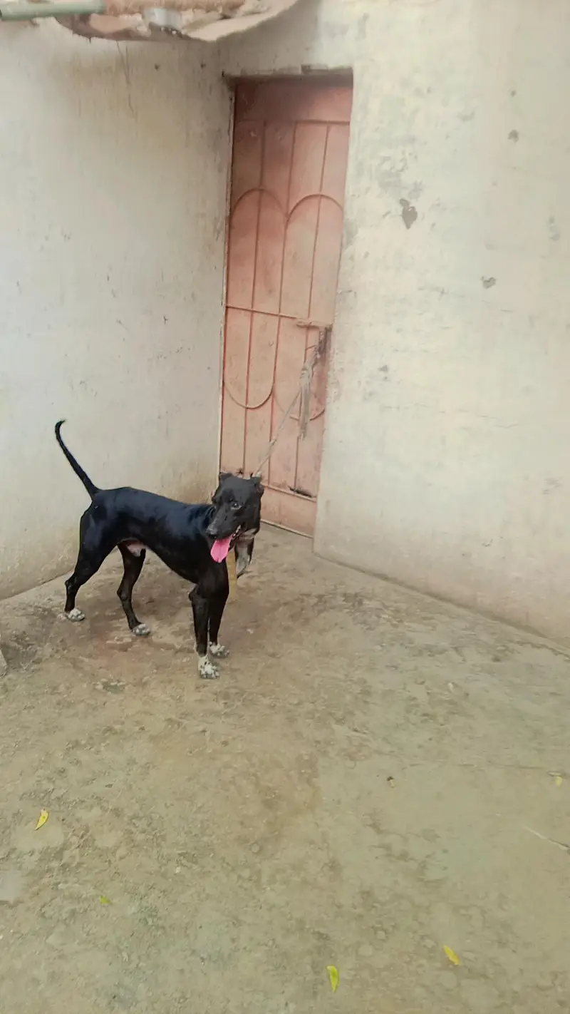 gultair dog — photo 4