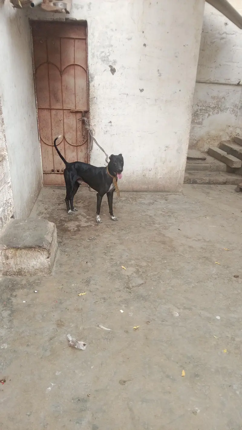 gultair dog — photo 5