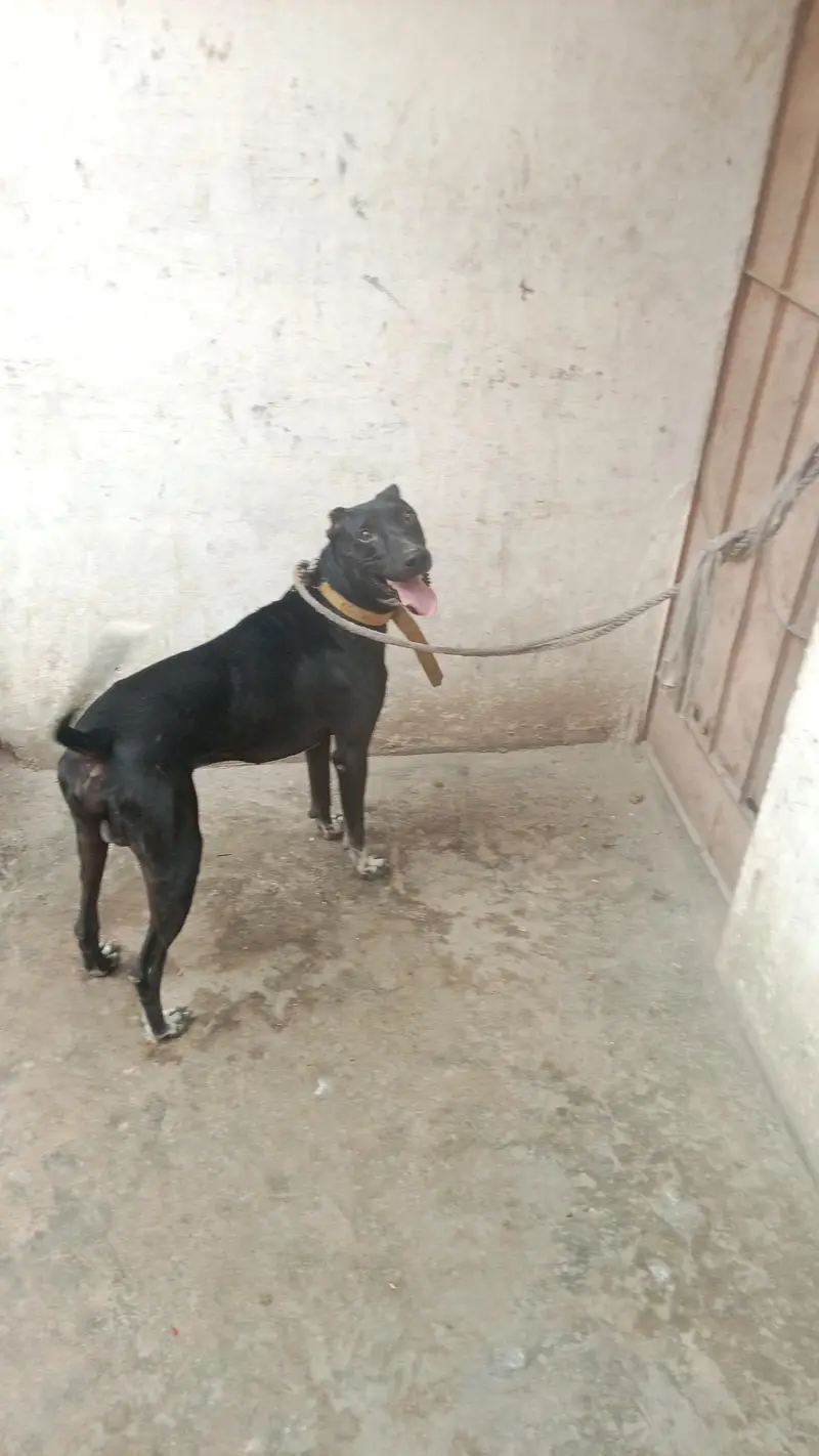 gultair dog — photo 6