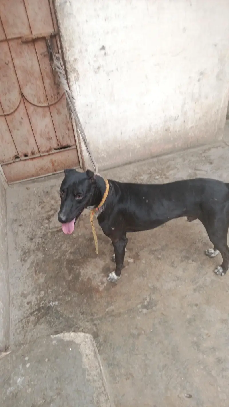 gultair dog — photo 7