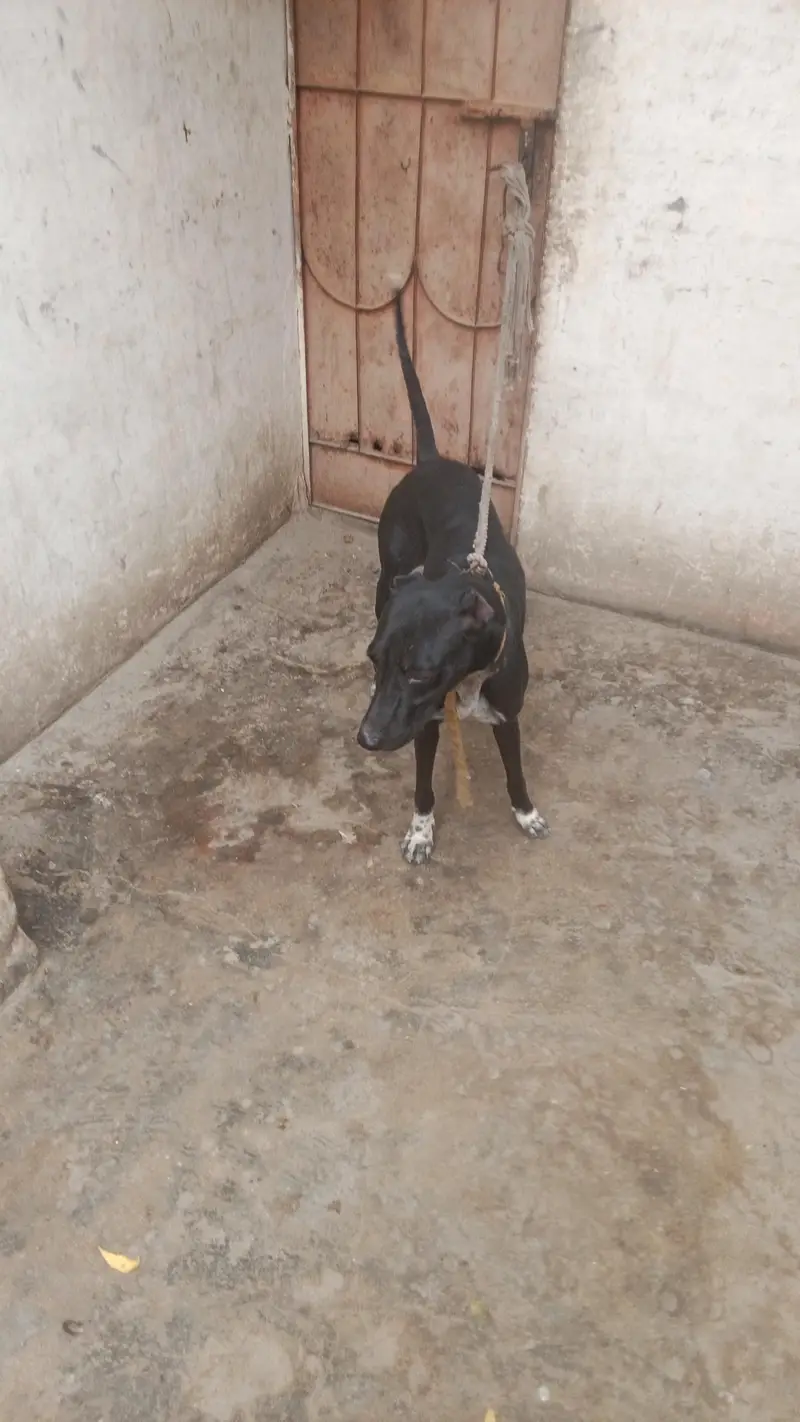 gultair dog — photo 9