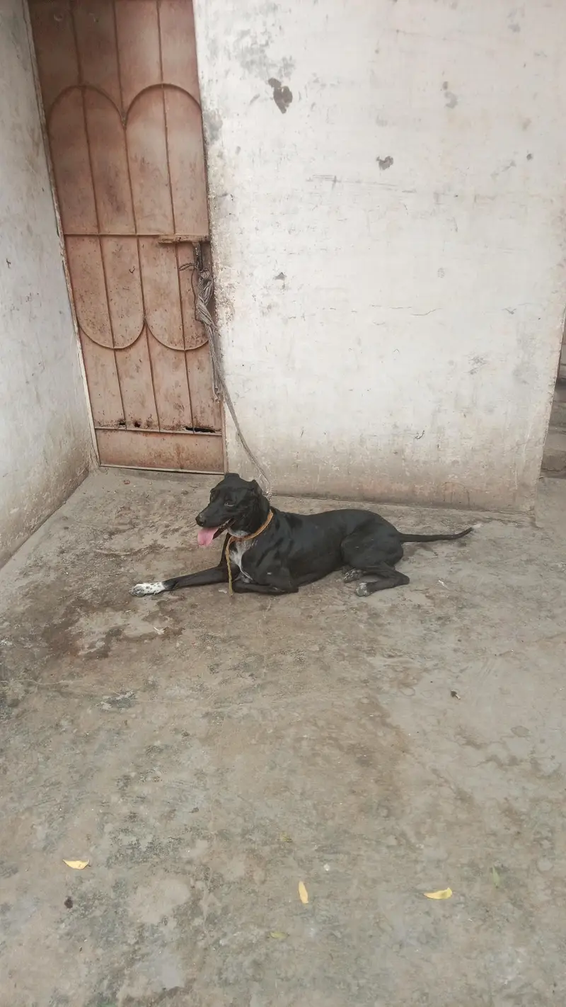 gultair dog — photo 10