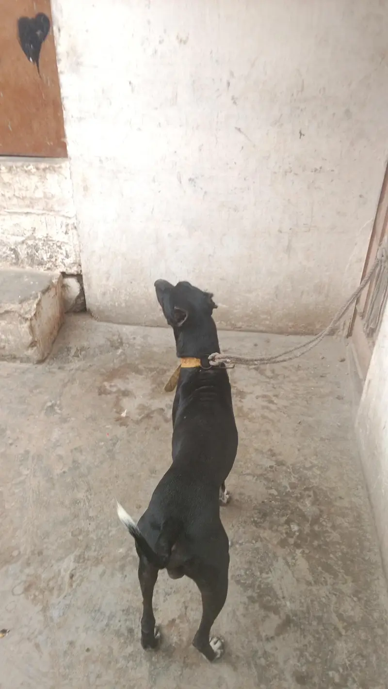 gultair dog — photo 11