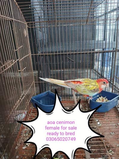 yellow ring nack bredar rosila cinemon  female