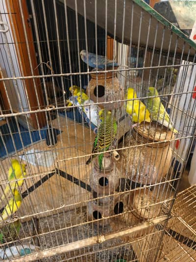 Budgie Australian parrot full setup for sale