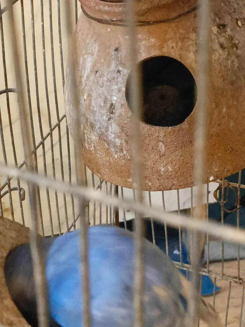 Budgie Australian parrot full setup for sale — photo 2