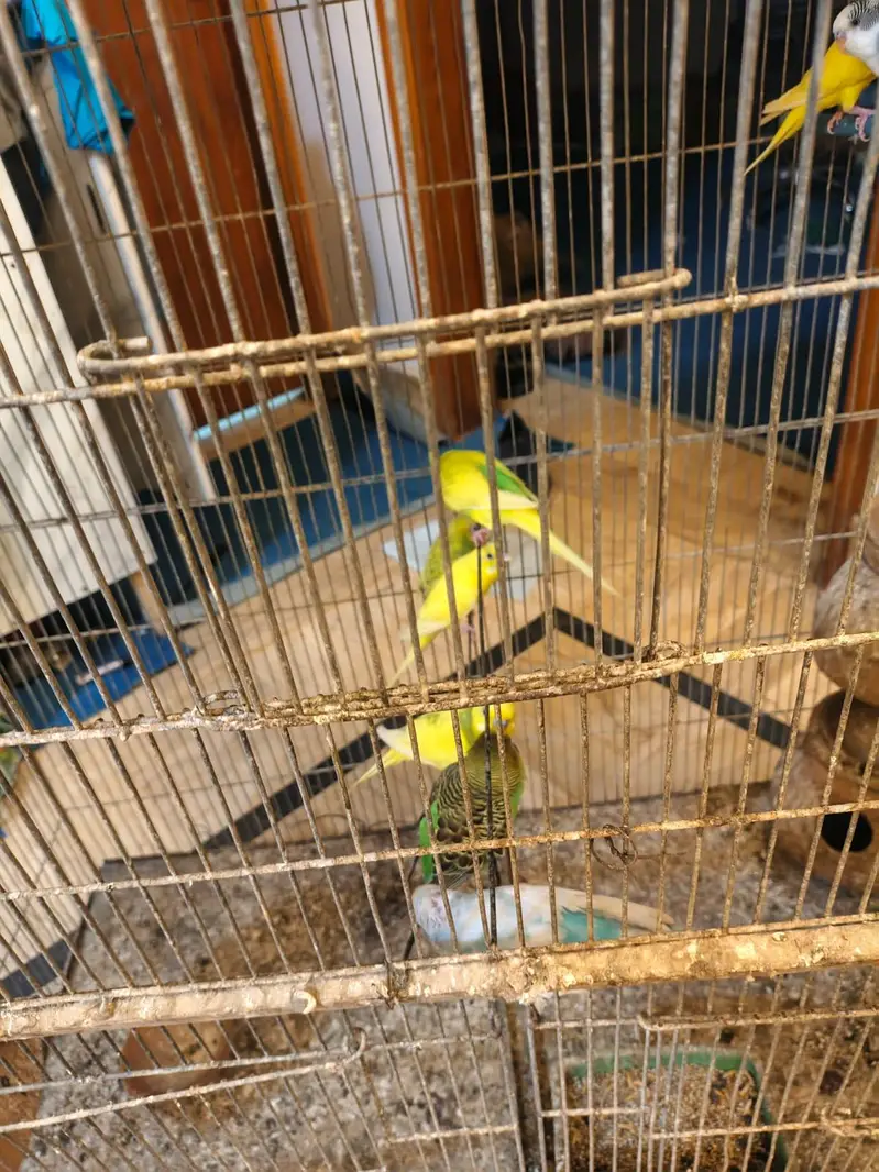 Budgie Australian parrot full setup for sale — photo 3