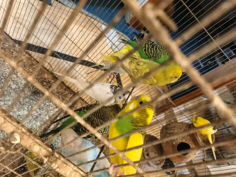 Budgie Australian parrot full setup for sale — photo 4