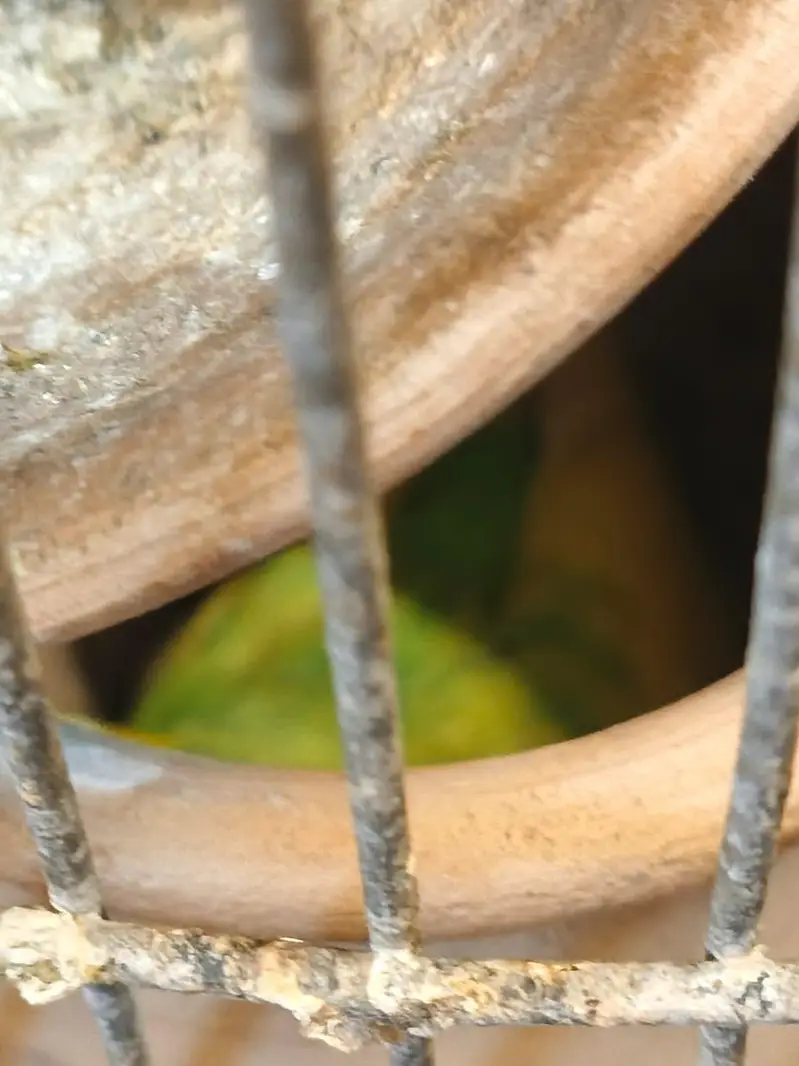 Budgie Australian parrot full setup for sale — photo 5