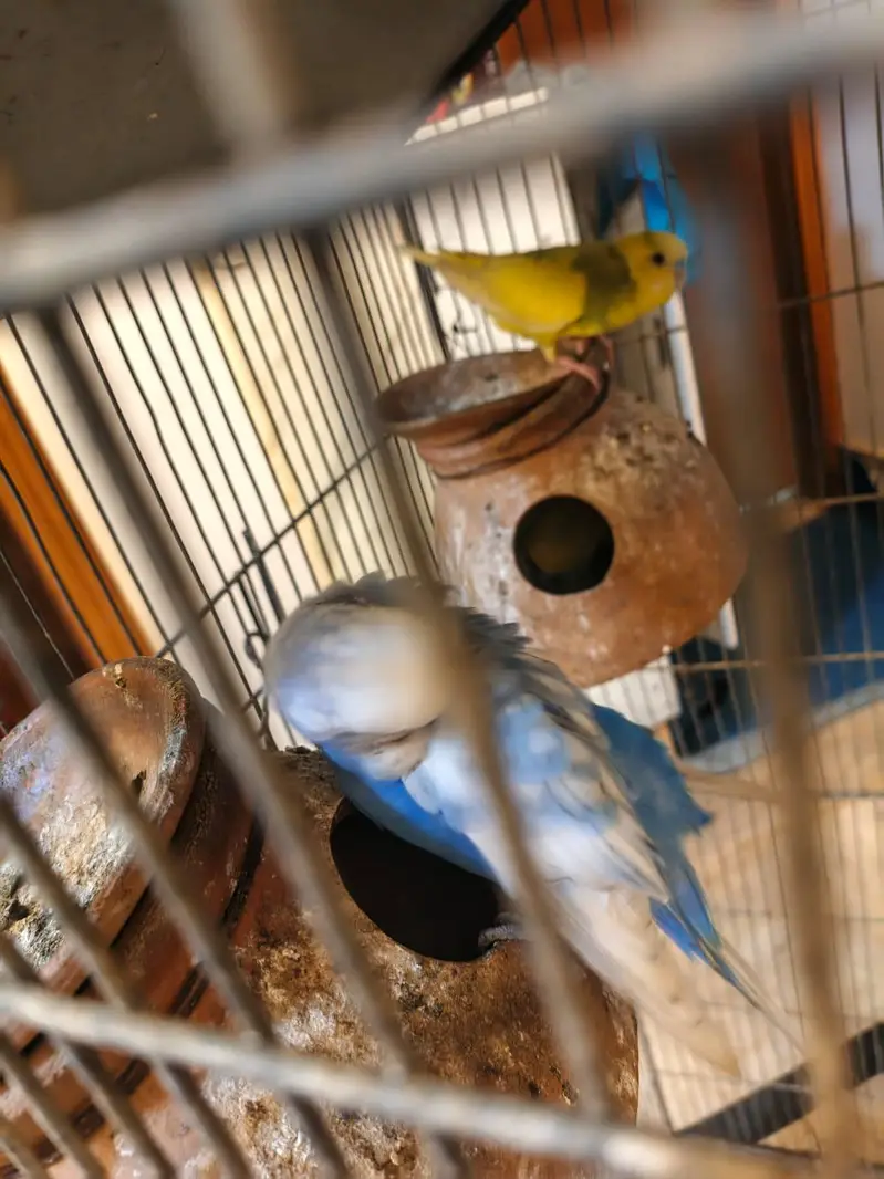 Budgie Australian parrot full setup for sale — photo 6