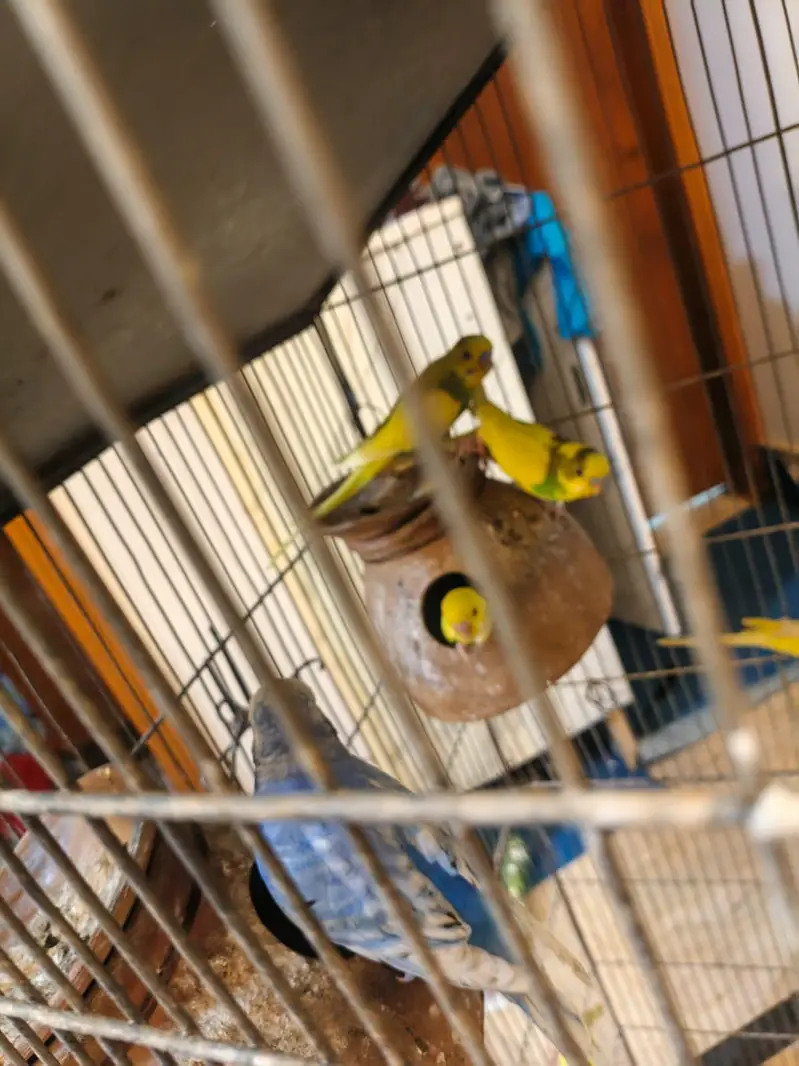 Budgie Australian parrot full setup for sale — photo 7