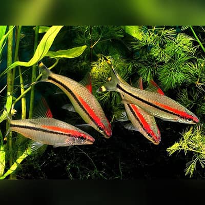 Red Torpedo Barb fishes