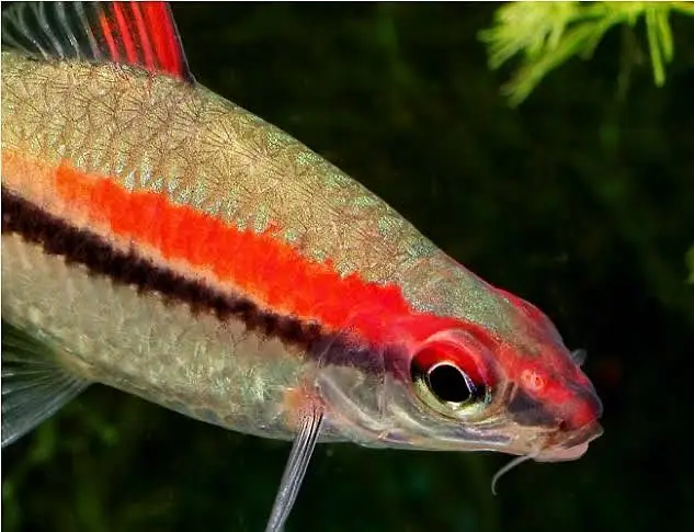 Red Torpedo Barb fishes — photo 2