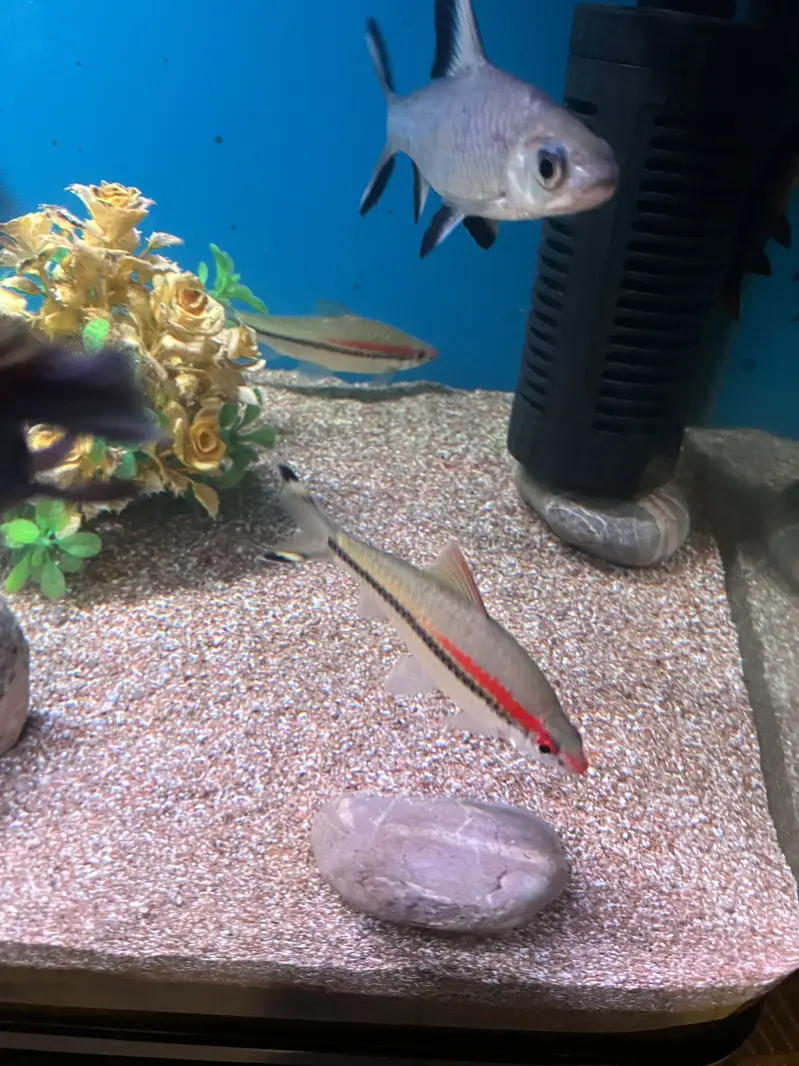 Red Torpedo Barb fishes — photo 3