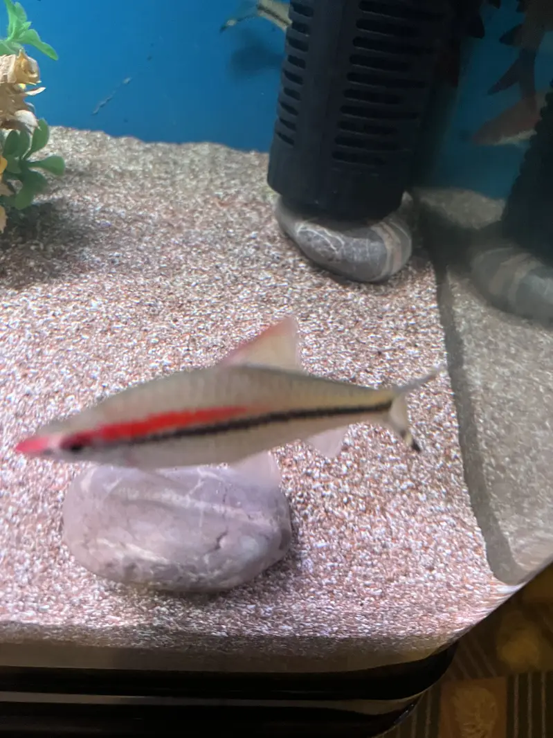 Red Torpedo Barb fishes — photo 4