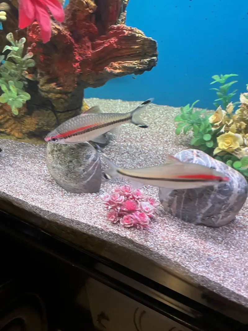 Red Torpedo Barb fishes — photo 5