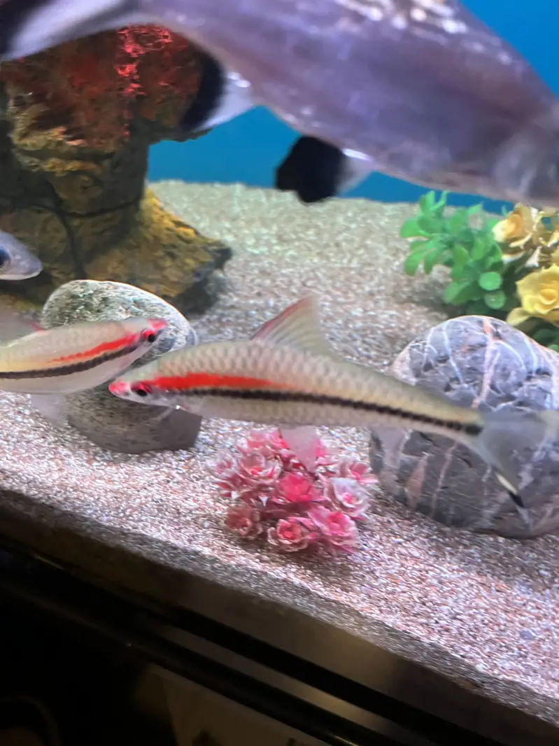 Red Torpedo Barb fishes — photo 6