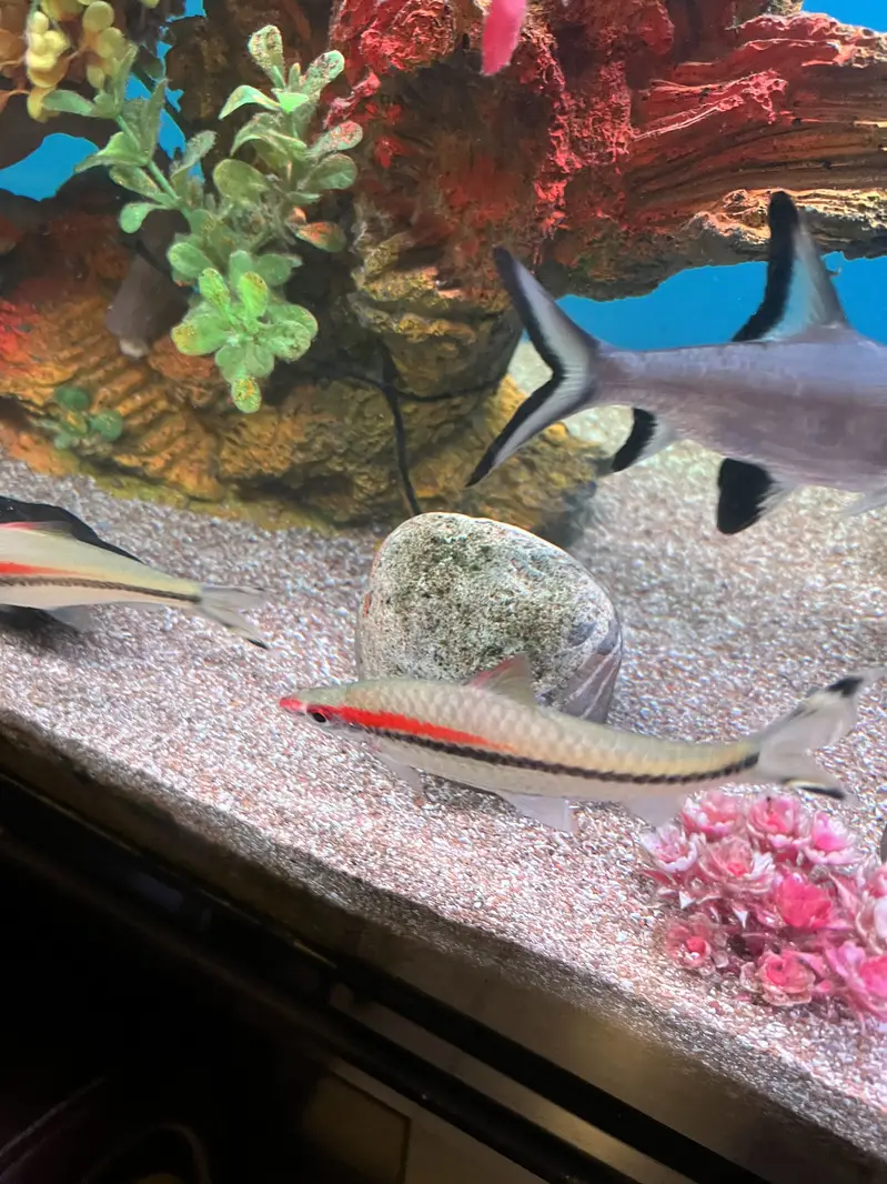 Red Torpedo Barb fishes — photo 7