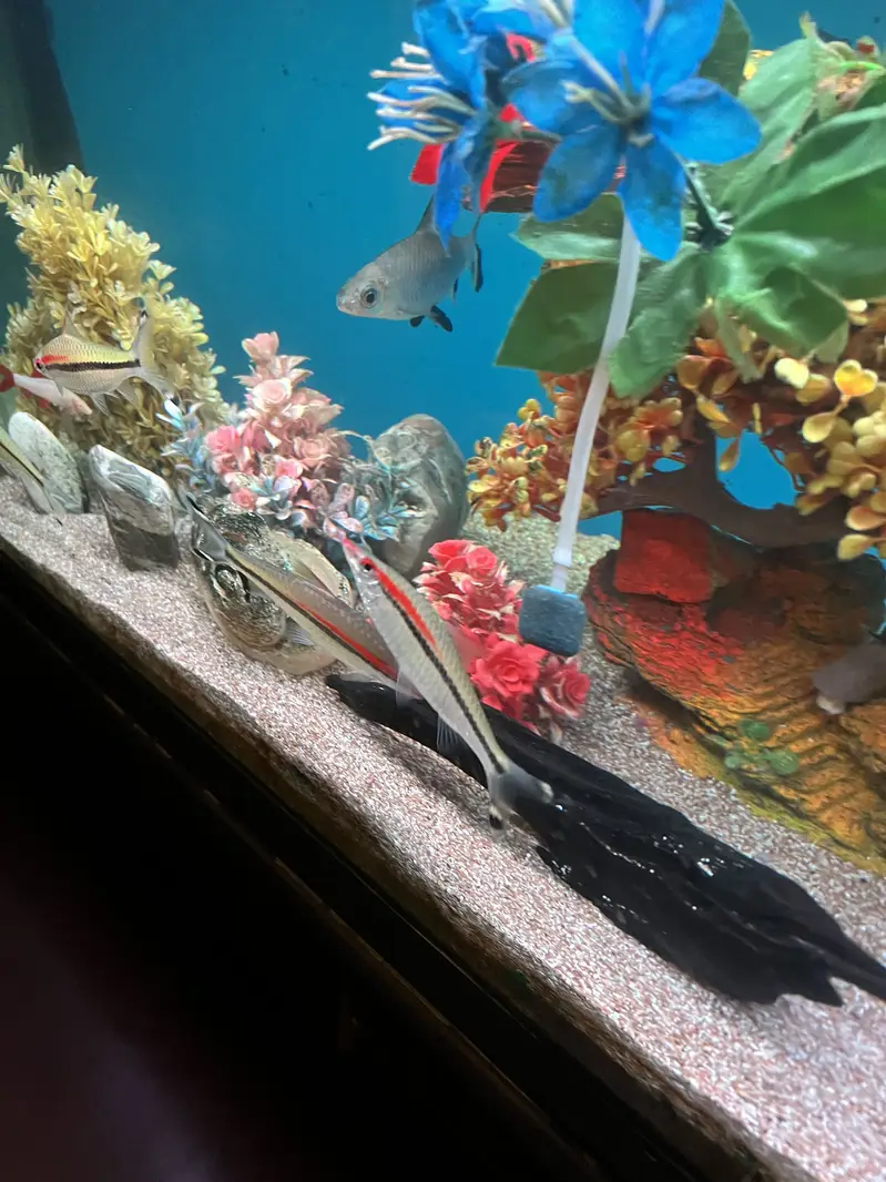 Red Torpedo Barb fishes — photo 8