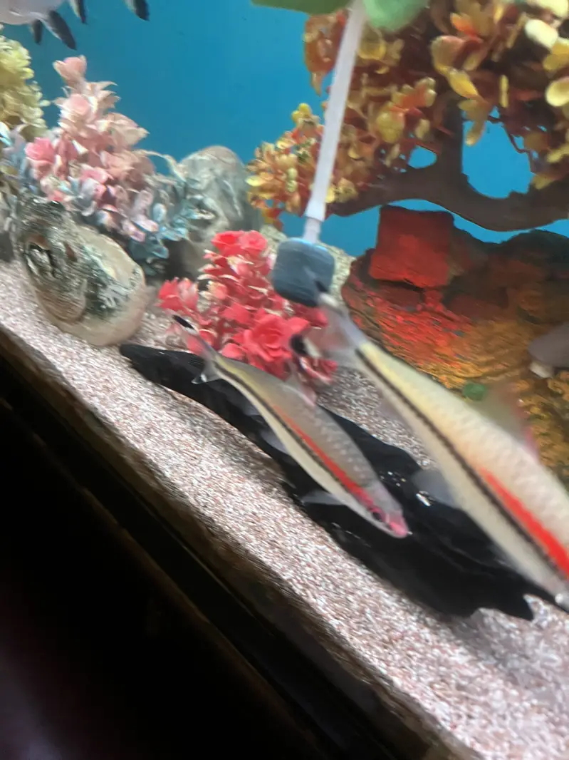 Red Torpedo Barb fishes — photo 9