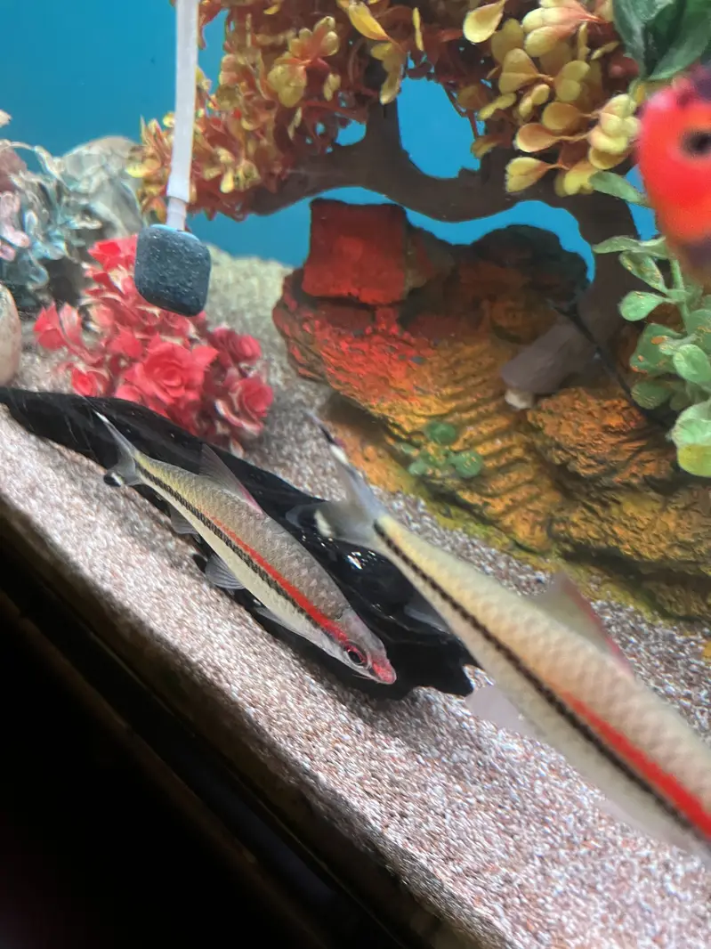 Red Torpedo Barb fishes — photo 10