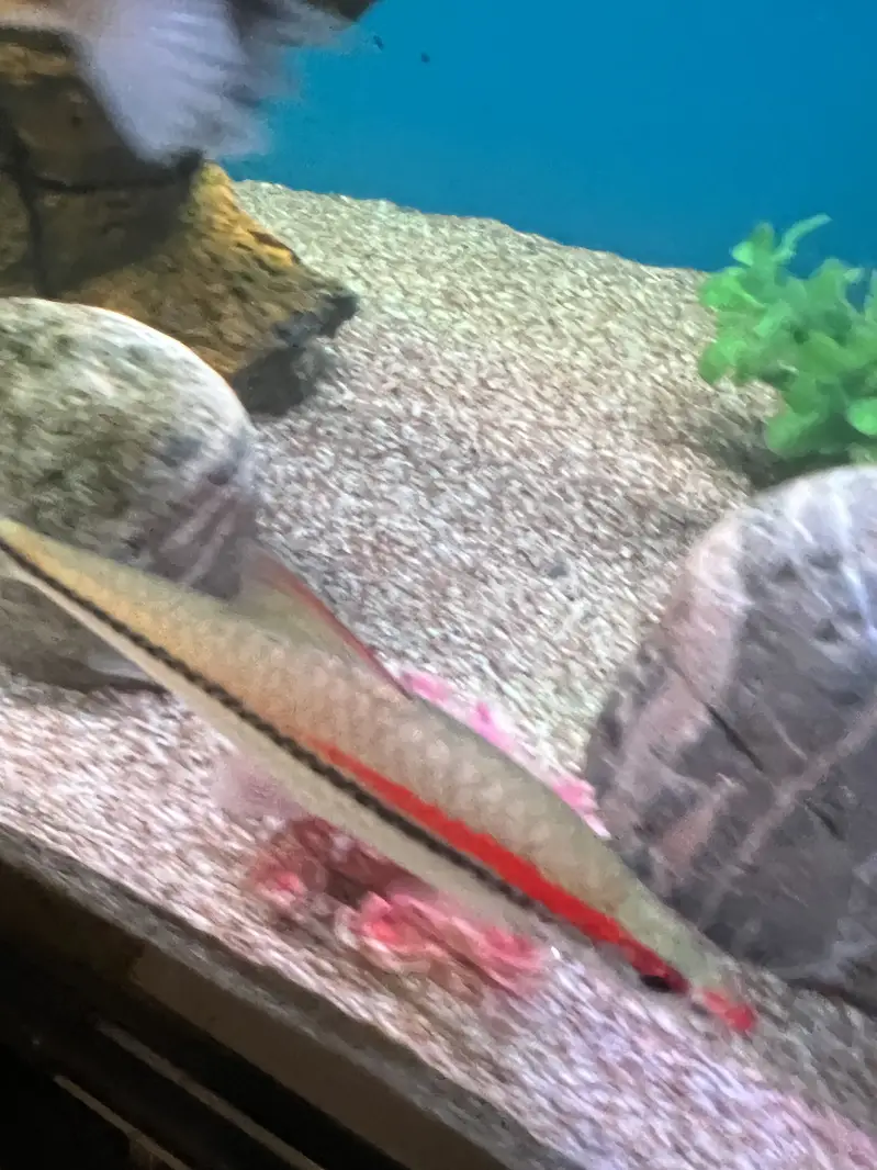 Red Torpedo Barb fishes — photo 11