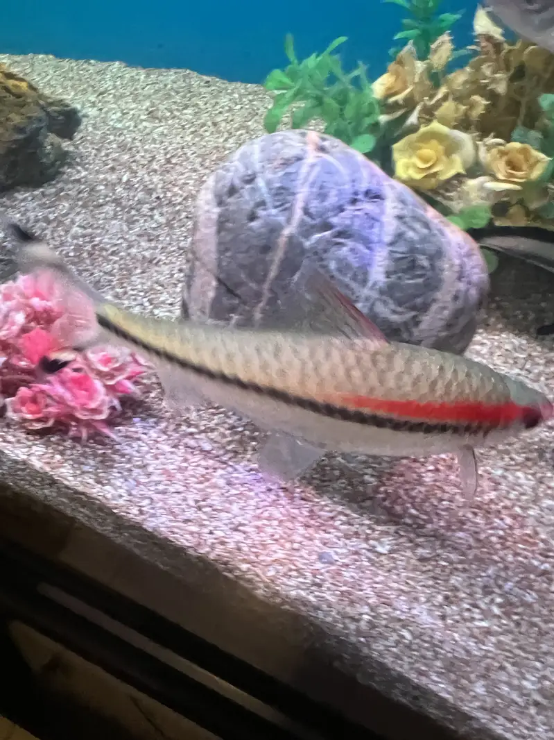 Red Torpedo Barb fishes — photo 12