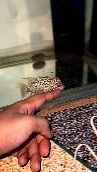 FLOWERHORN (GOLDEN BASE KML)