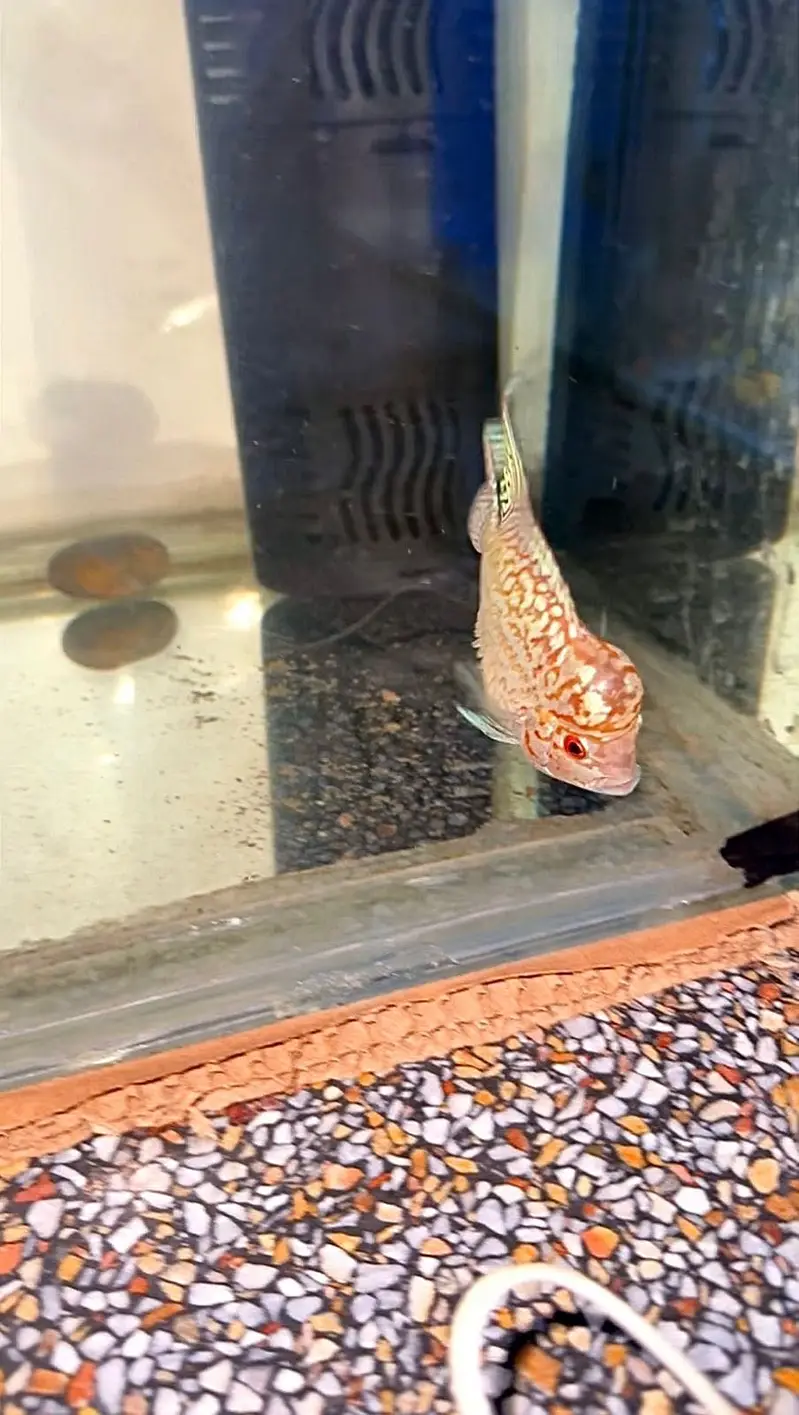 FLOWERHORN (GOLDEN BASE KML) — photo 2