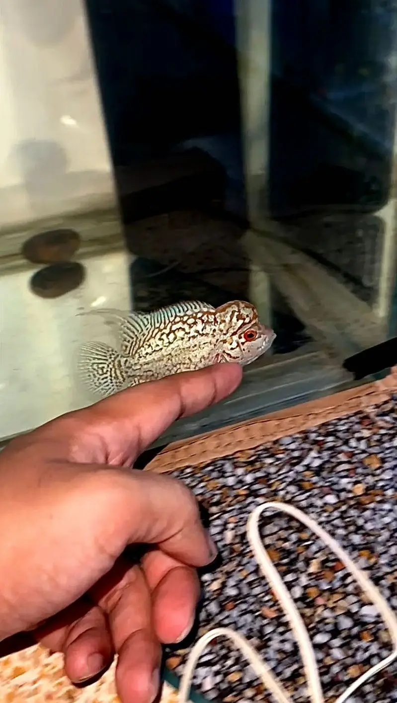 FLOWERHORN (GOLDEN BASE KML) — photo 3