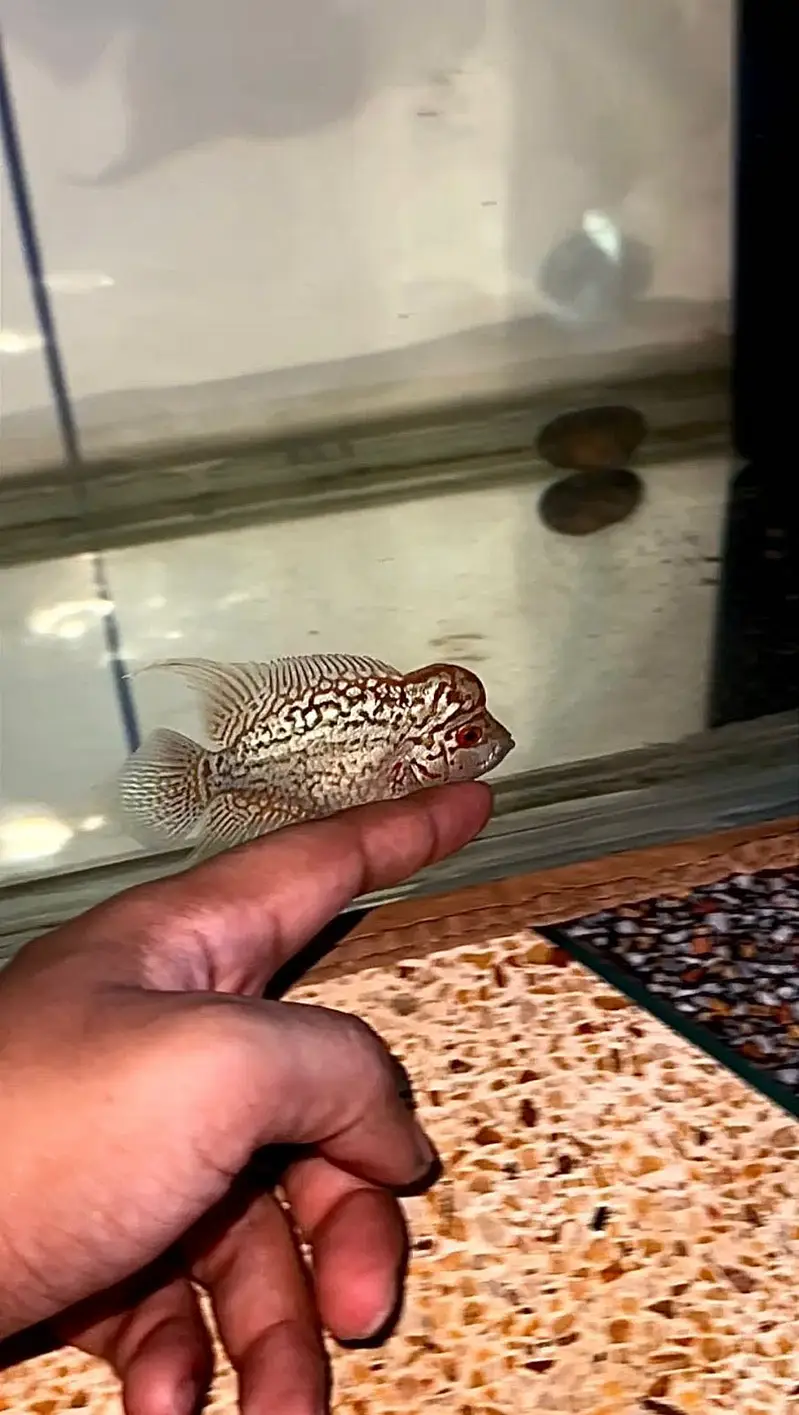 FLOWERHORN (GOLDEN BASE KML) — photo 4