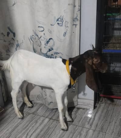 Ghar ka pla hua  Bakra h vip nasal h or vip Bakra h