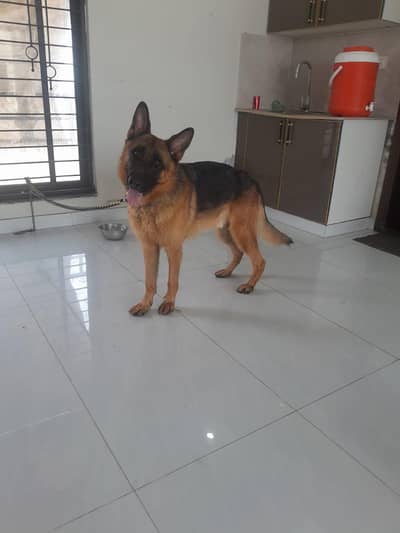 German shepherd  Gurd dog argent for sale