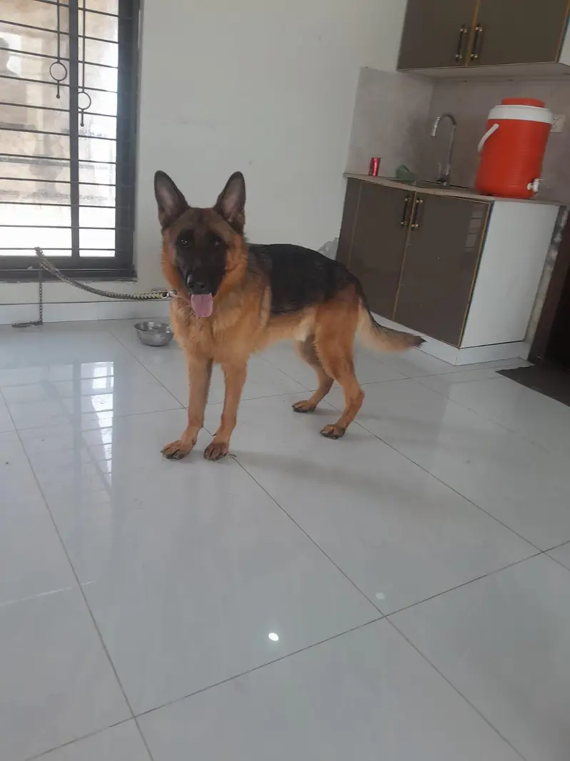 German shepherd  Gurd dog argent for sale — photo 2