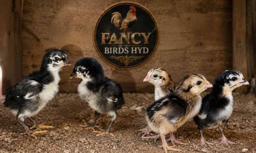 fancybirds.hyde