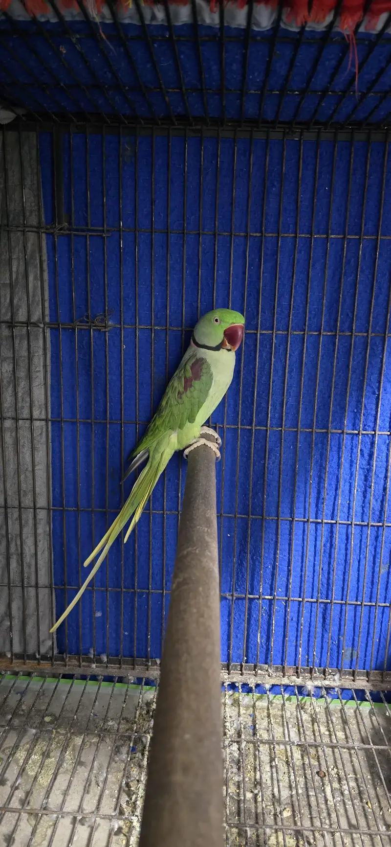 breeder male for sale — photo 2