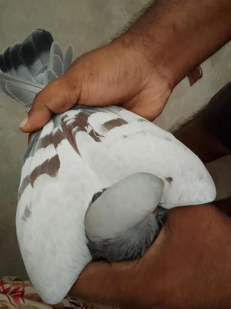 chitta lalban male for sale
