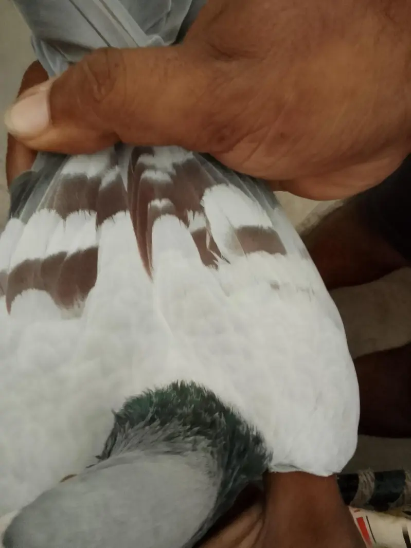 chitta lalban male for sale — photo 2