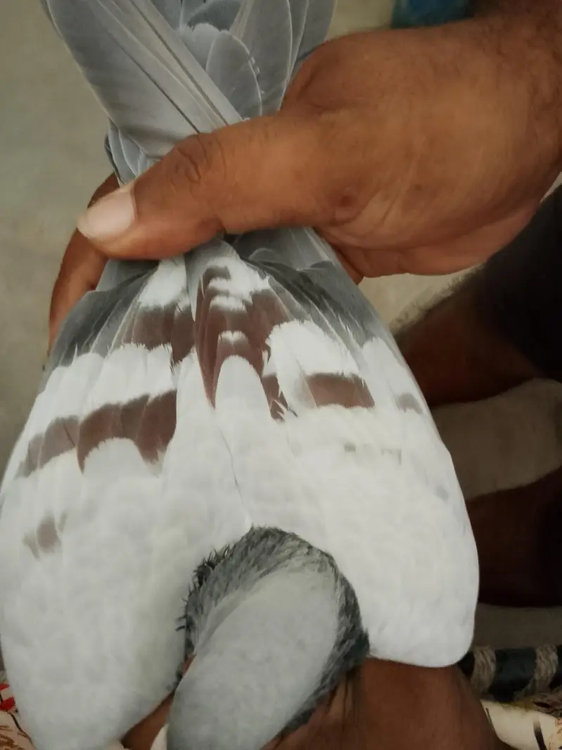 chitta lalban male for sale — photo 3