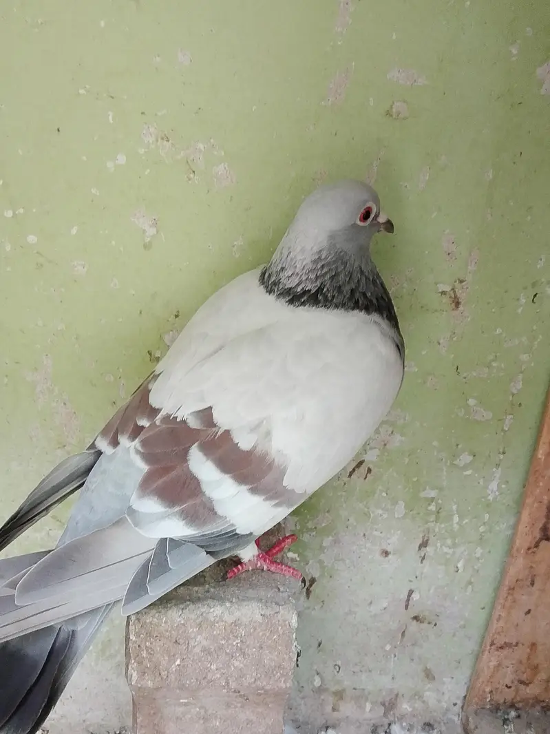 chitta lalban male for sale — photo 4